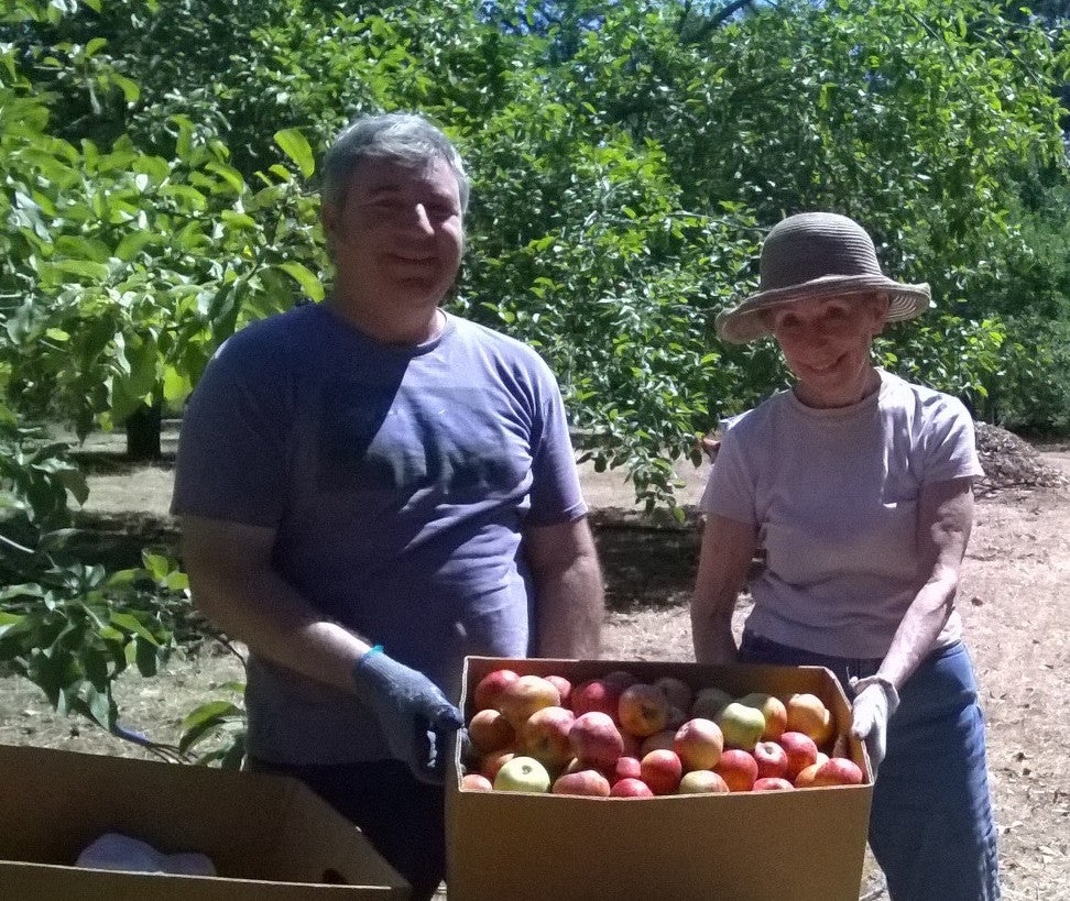 GRAVENSTEIN APPLES, A LOCAL FAVORITE — Earl's Organic Produce