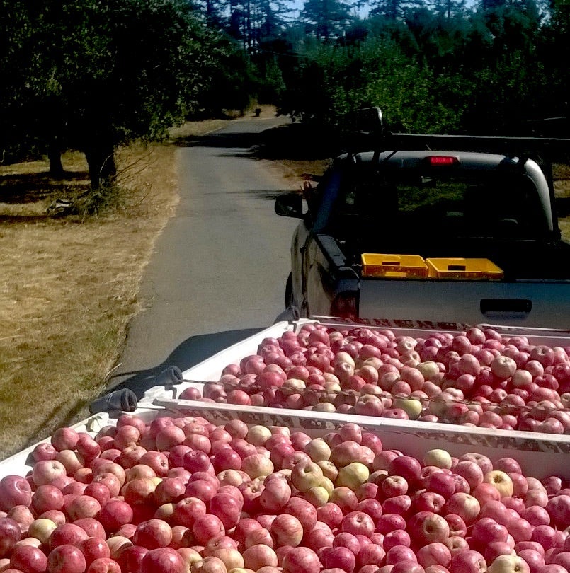 GRAVENSTEIN APPLES, A LOCAL FAVORITE — Earl's Organic Produce