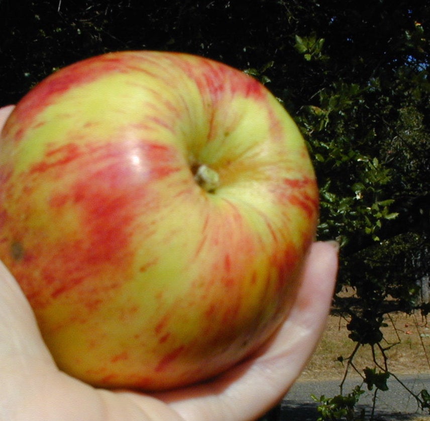 Red Gravenstein Apple (medium) - Heritage Fruit Trees